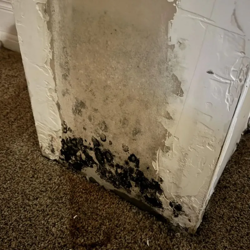 Professional Mold Removal in Talbotton, GA